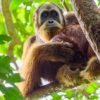 Secret Lives of Orangutans