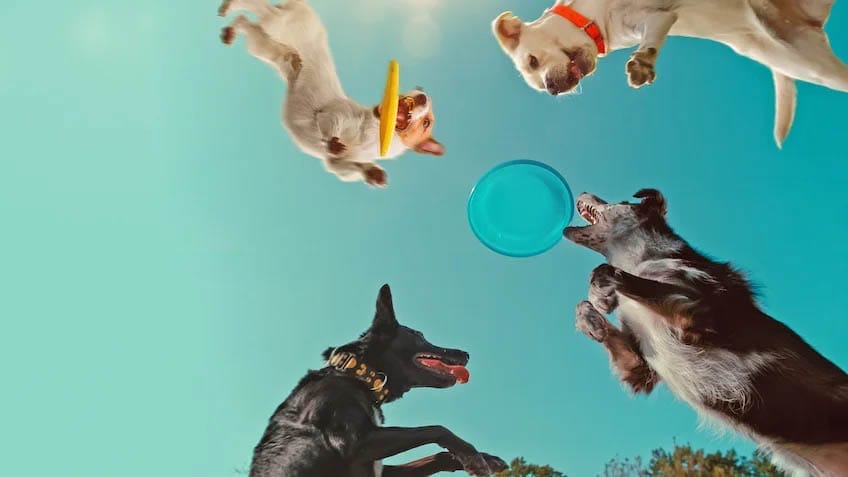 Caractères de chiens