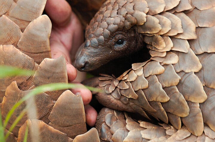 Pangolin : Chemins de vie - Netflix