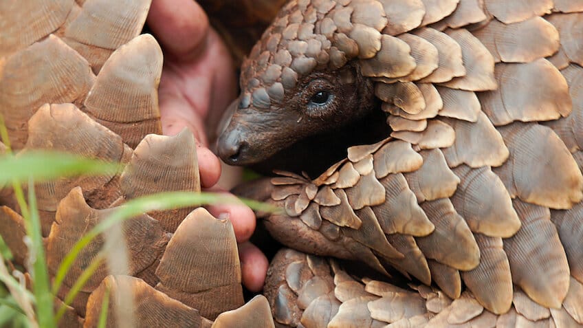 Pangolin : Chemins de vie - Netflix