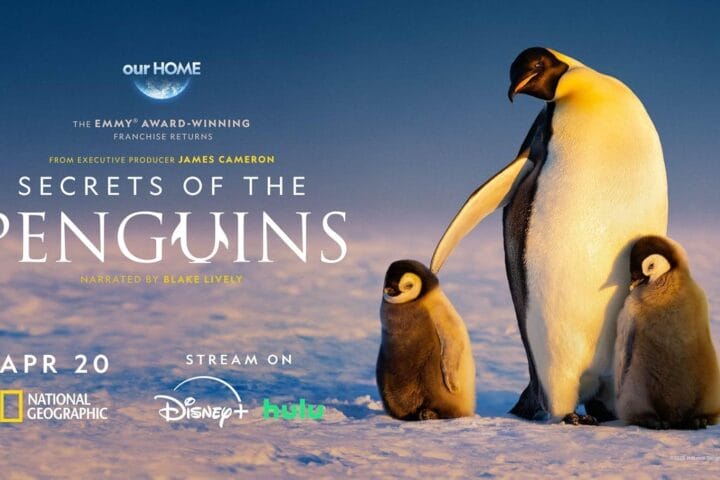 Les secrets des pingouins